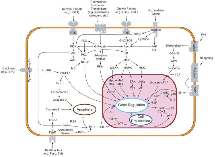 Cellular Signaling Pathways Signaling Overview Signaling steps Synthesis and release of signaling molecules (ligands) by the signaling cell.