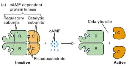 Secondary Messengers camp-dependent protein kinases Tetramers consisting of two regulatory (R) subunits and two catalytic subunits (C) Binding of camp to the R subunits causes dissociation of the two