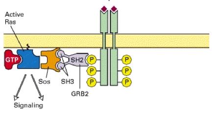 MAP Kinase Pathways Protein kinases are found downstream of activated Ras in the RTK signaling pathway.