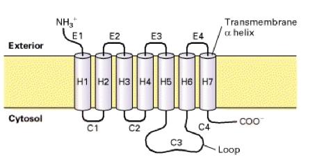 G-Protein Coupled Receptors (GPCRs) All GPCRs contain seven membrane spanning regions with the N-terminal segment on the exoplasmic face and the C-terminal segment on the cytosolic face of the plasma