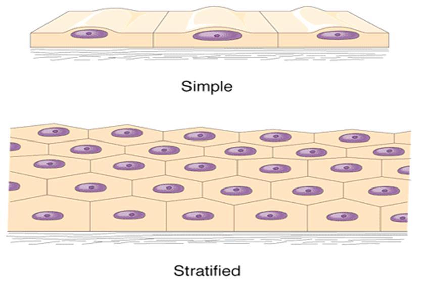 3. Supported by Connective Tissue (basement contacts) -Thin, non-living layer, anchoring epithelial tissue -Rests upon and supported by connective tissue -Defines epithelial boundary -Resists