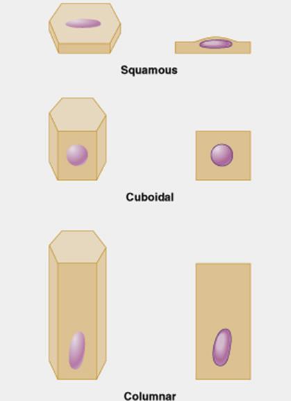 -Cell shape (based on height b/c all have same basic shape) -Squamous = flattened or scale like (nucleus is flattened) -Cuboidal = boxlike-as tall as they are wide (spherical nucleus) -Columnar =