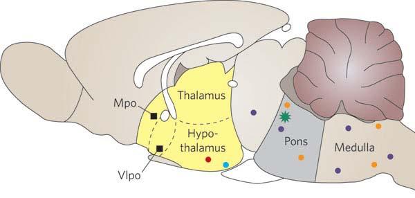 Hypothalamic VLPO control: Flip-Flop GABA Sleep-on Reticular Activating System (RAS)