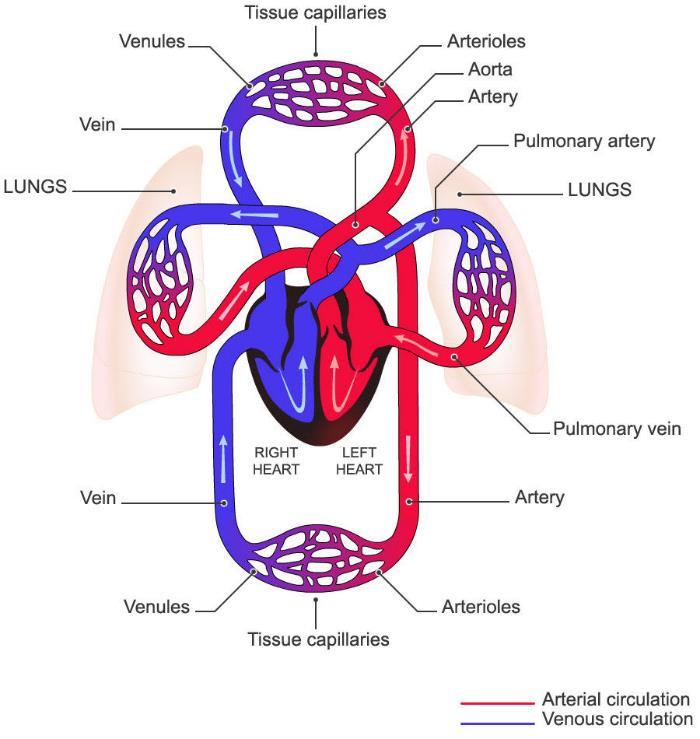 Circulatory System The circulatory system is actually two