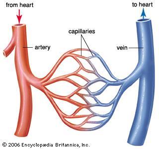 3 Types of Blood Vessels Arteries move blood away from the heart (usually oxygen rich) Veins move blood toward the