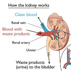 Functions of the Blood Carries waste products of