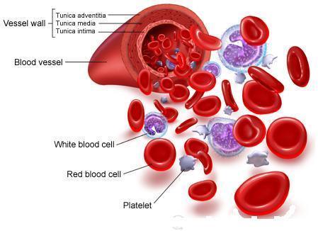 Types of Blood Cells A B C Cell Function Red Blood Cells carry needed materials like