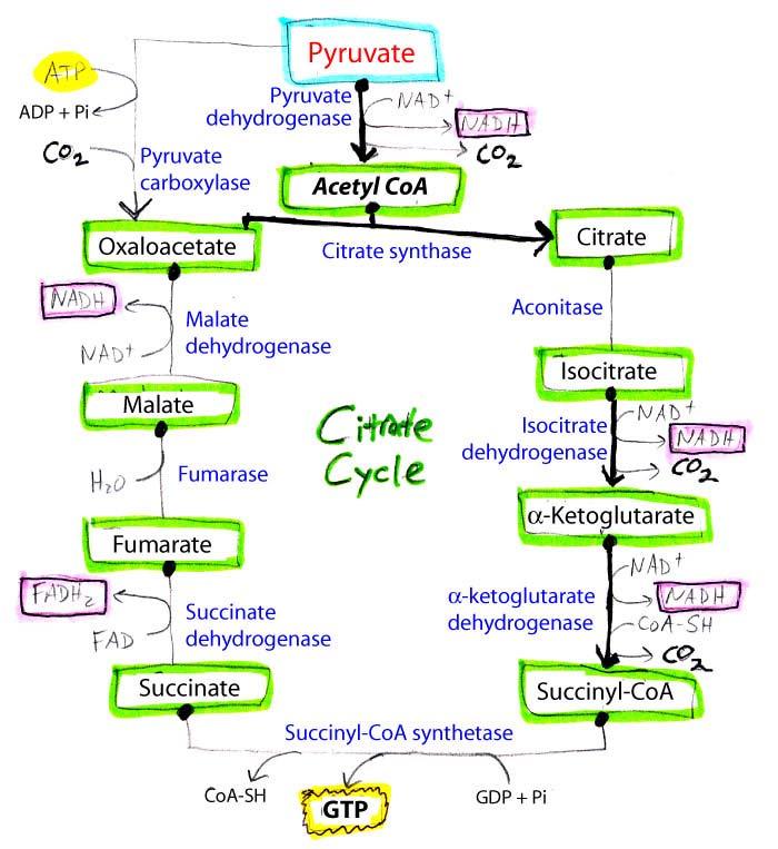 The complete oxidation of glucose to CO 2 and H 2 O is summarized by the reaction: Glucose (C 6 H 12 O 6 ) + 6O 2 6CO 2 + 6H 2 O Gº = -2,840 kj/mol G = -2,937 kj/mol Citrate cycle is where most of