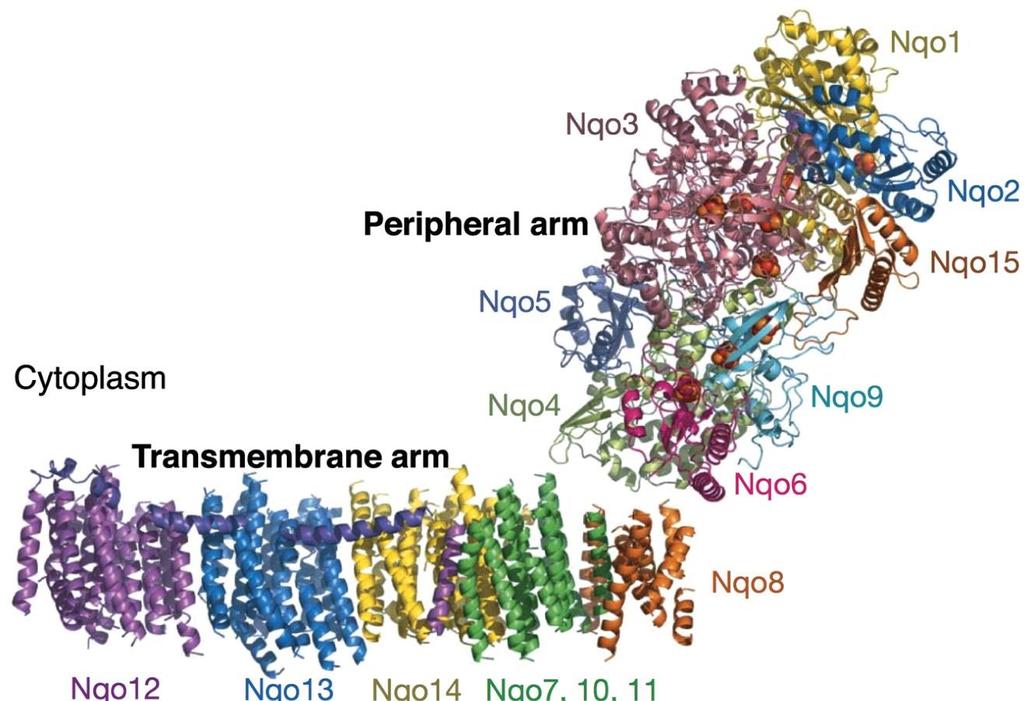 Complex I (NADH Dehydrogenase): Structure Peripheral arm Electron
