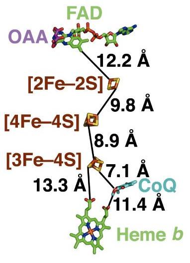 Complex II (Succinate Dehydrogenase): Function - The hydrophilic domain of Complex II harbors various cofactors such as flavin adenine dinucleotide (FAD) and three iron-sulfur clusters designated