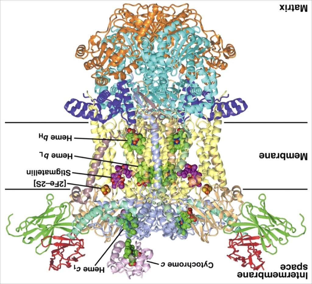 Complex III (Cytochrome c Reductase): Structure Homodimeric Complex IMM Mitochondrial Matrix CoQH2