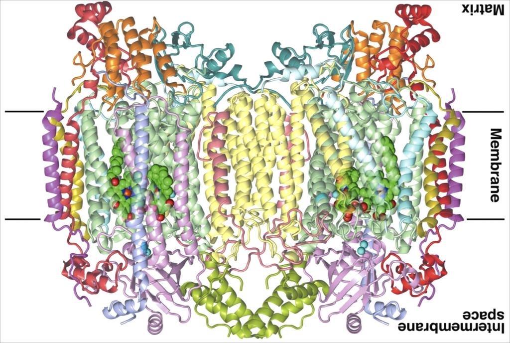 Complex IV (Cytochrome c Oxidase): Structure Cytochrome a Cytochrome a 3