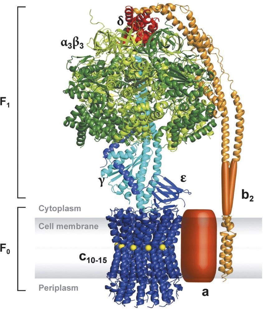 ATP Synthase: Mushroom-Like Structure Embedded within the IMM and protruding into the mitochondrial matrix, ATP synthase is comprised of two components: (1) IMM-embedded Fo component (2) Matrix F1