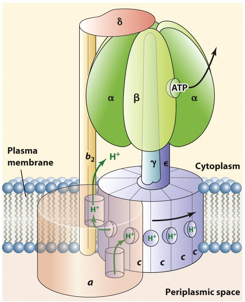 ATP Synthase: Basis of Rotation - The conformational change that spins the rotor is driven by a mutual attraction between a cationic arginine on the a-subunit and an anionic aspartate on the