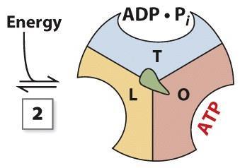 states it cannot synthesize ATP from ADP and Pi with the latter being able to accommodate ADP/Pi with moderate affinity (2) Upon the spinning