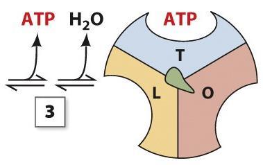 catalytically-active T conformation, enabling it to stick together ADP and Pi to generate ATP (3) Upon the synthesis of ATP, the T state undergoes
