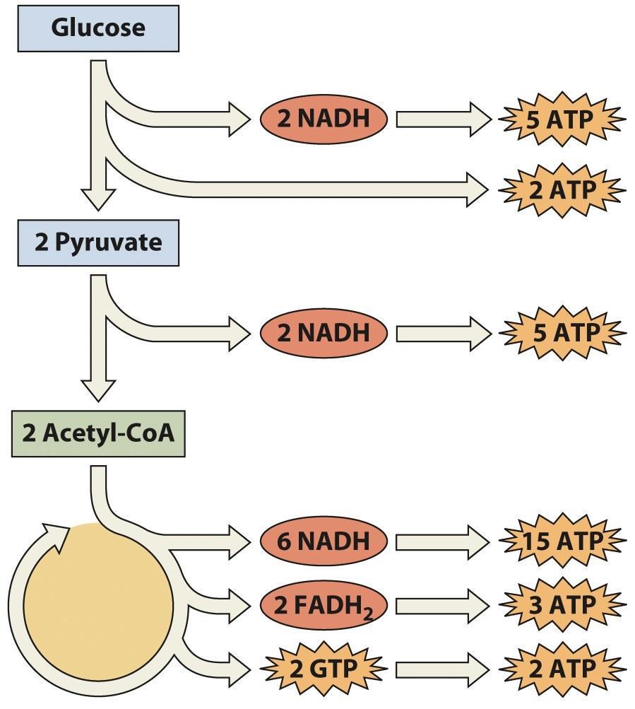 ATP Synthesis Via OP: Oxidation of Carbs Free energy of electron transport from NADH/FADH 2 drives ATP synthesis NADH Oxidation 10 H + /NADH pumped across the IMM 10 H + /NADH * 0.25 ATP/H + => 2.