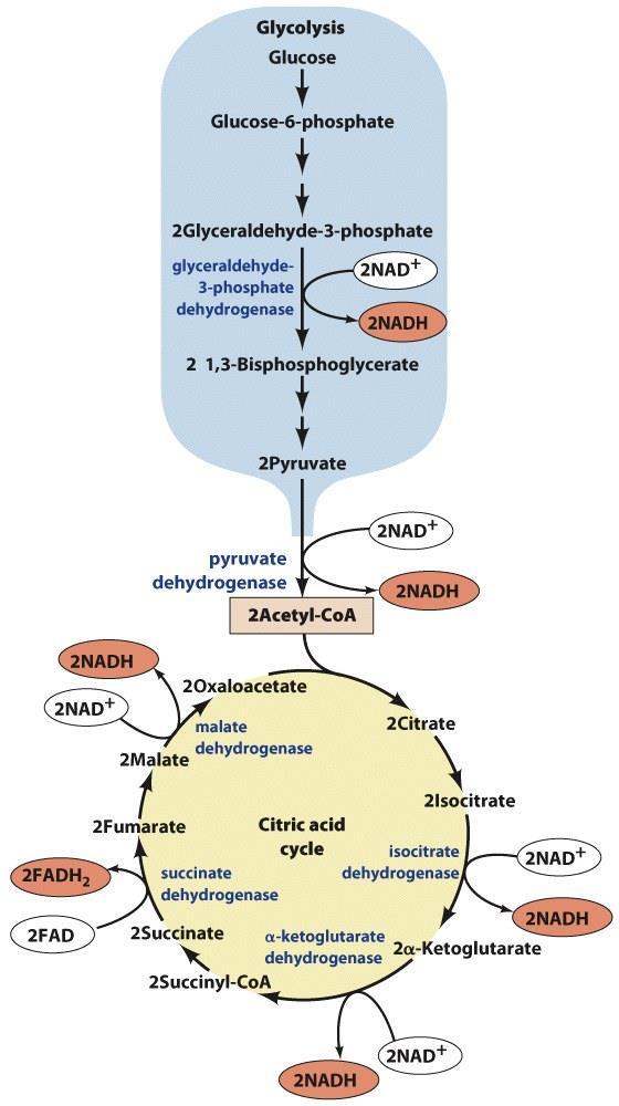 Oxidative Metabolism - NADH and FADH 2 produced during glycolysis and Krebs cycle enter the ETC - While glycolysis occurs in the cytosol, Krebs cycle and