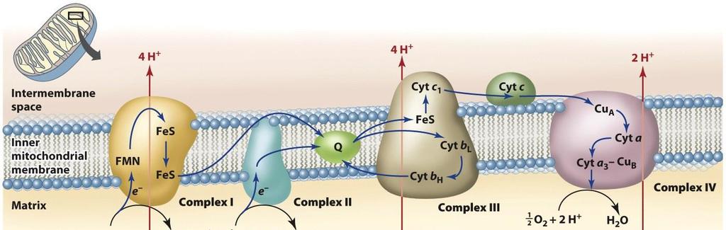 ETC Components: A Closer Look ETC is primarily comprised of protein complexes I-IV, coenzyme Q (CoQ), and cytochrome c (CytC) all of which are highly dynamic and move freely within the IMM 2 2 NADH