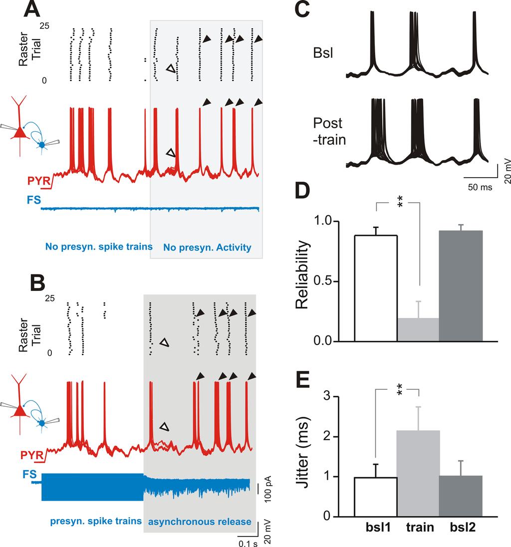 Figure 8. Asynchronous synaptic release of GABA deteriorates the overall precision and reliability of APs in P neurons. (A and B) The scheme on the left refers to the paired-recording configuration.