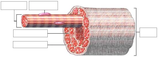 Functions to electrically insulates muscle cells from one another. Three connective tissue layers of the muscle (endomysium, perimysium, and epimysium): Bind the muscle cells together.