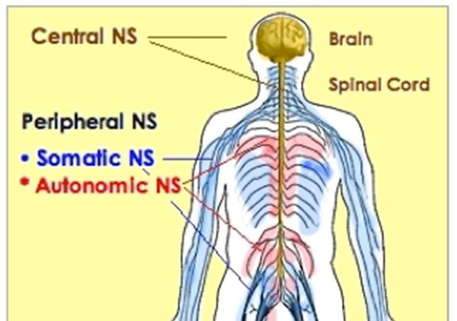 Two Divisions of Nervous System Central Nervous System brain and spinal