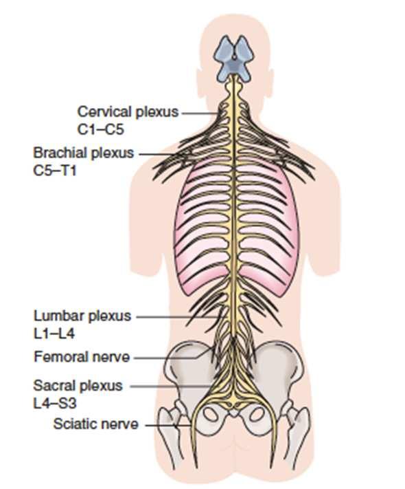 Spinal Cord Spinal Cord continues down from medulla oblongata ends at first or second lumbar vertebrae surrounded and protected by vertebrae responsible for reflex actions carries sensory (afferent)