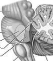 ridges called folia Separated by fissures Hemispheres each subdivided into: Anterior lobe Posterior lobe Flocculonodular lobe Functionally Smoothes and coordinates body movements Helps maintain