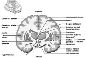 lobe from parietal and frontal lobes 16 The Cerebral Hemispheres Gyri twisted ridges between sulci Important gyri Prominent gyri and sulci are similar in all people Insula deep region within the