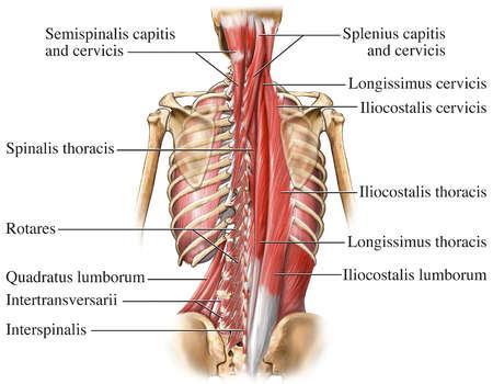 BACK SPASM Explanation A back spasm occurs when the muscles of the back involuntarily contract due to injury in the musculature of the back or inflammation in the structural spine region within the