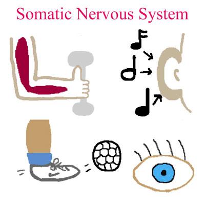 Nervous System Overview - Page 10 of 14 The somatic nervous system can be thought of as the branch of the nervous system of which we are conscious.