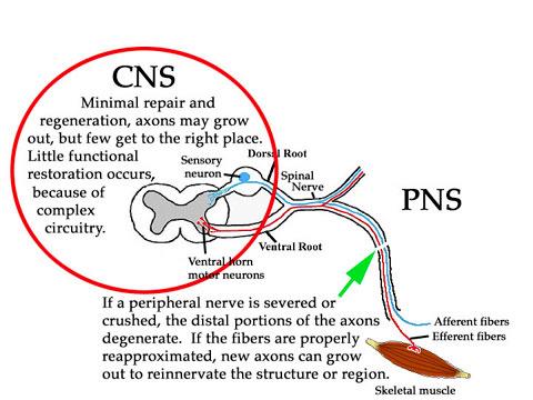 Nervous System Overview - Page 13 of 14 Nervous System Injuries: In this course we pose many nerve lesion or injury questions in order to test understanding of nerve innervation and pathways.