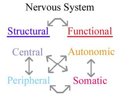 Nervous System Overview - Page 5 of 14 Now that we have discussed the essential roles of the nervous system (sensing, integrating, and generating a motor response), and the basic structure of neurons
