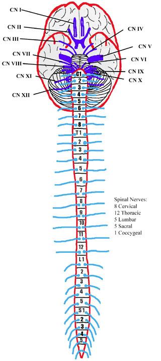 Nervous System Overview - Page 6 of 14 We will first discuss the structural divisions of the nervous system: the central nervous system and the peripheral nervous system.