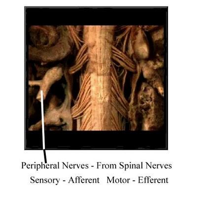 Nervous System Overview - Page 8 of 14 The peripheral nervous system is generally responsible for delivering messages from the CNS to the periphery and from the periphery to the CNS.