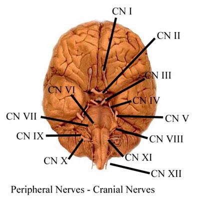 nerves. Cranial nerves and spinal nerves together are called peripheral nerves. These nerves will be discussed in detail in other modules.