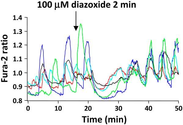 4682 Zhang et al. FIGURE 9 Hyperpolarizing islets with diazoxide modestly increased synchronization.