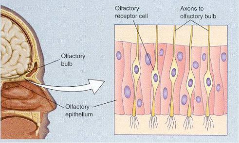 The Olfactory System Chemical senses Olfactory bulb Receptors