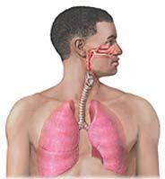 Respiratory System Respiratory system takes minutes to correct an imbalance.