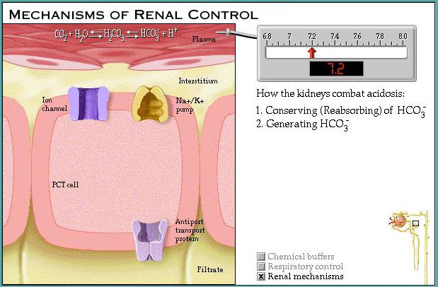 Renal system takes hours to correct an imbalance by retaining or
