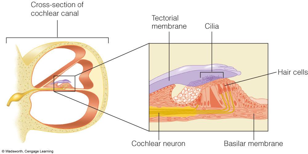 AUDITION - TRANSDUCTION The tectorial membrane bounces on the hair cells in rhythmic fashion