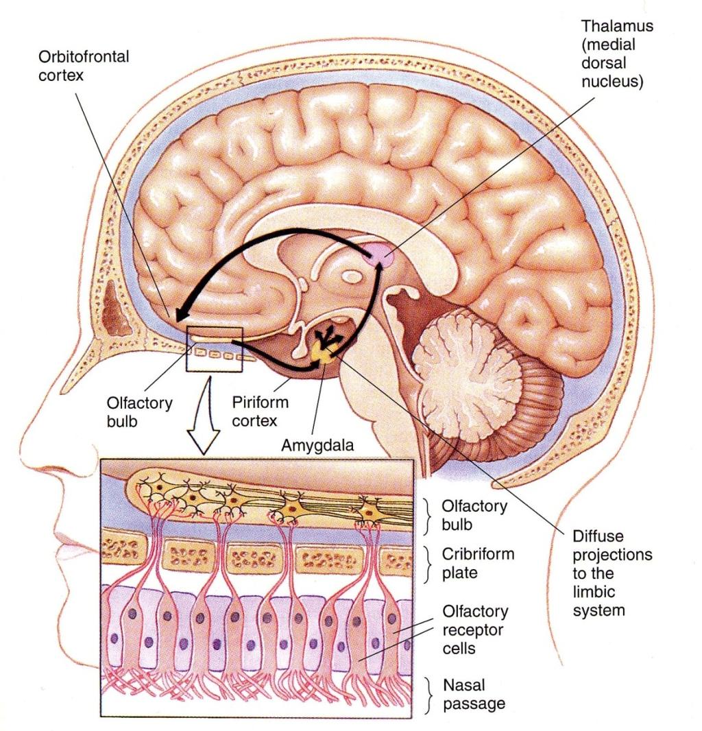 CHEMICAL SENSES OLFACTION Physical stimulus is