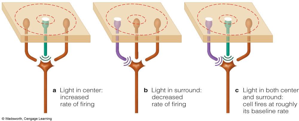 receptive fields allow for more than 1 signal to be sent by 1 afferent neuron Either excitatory or