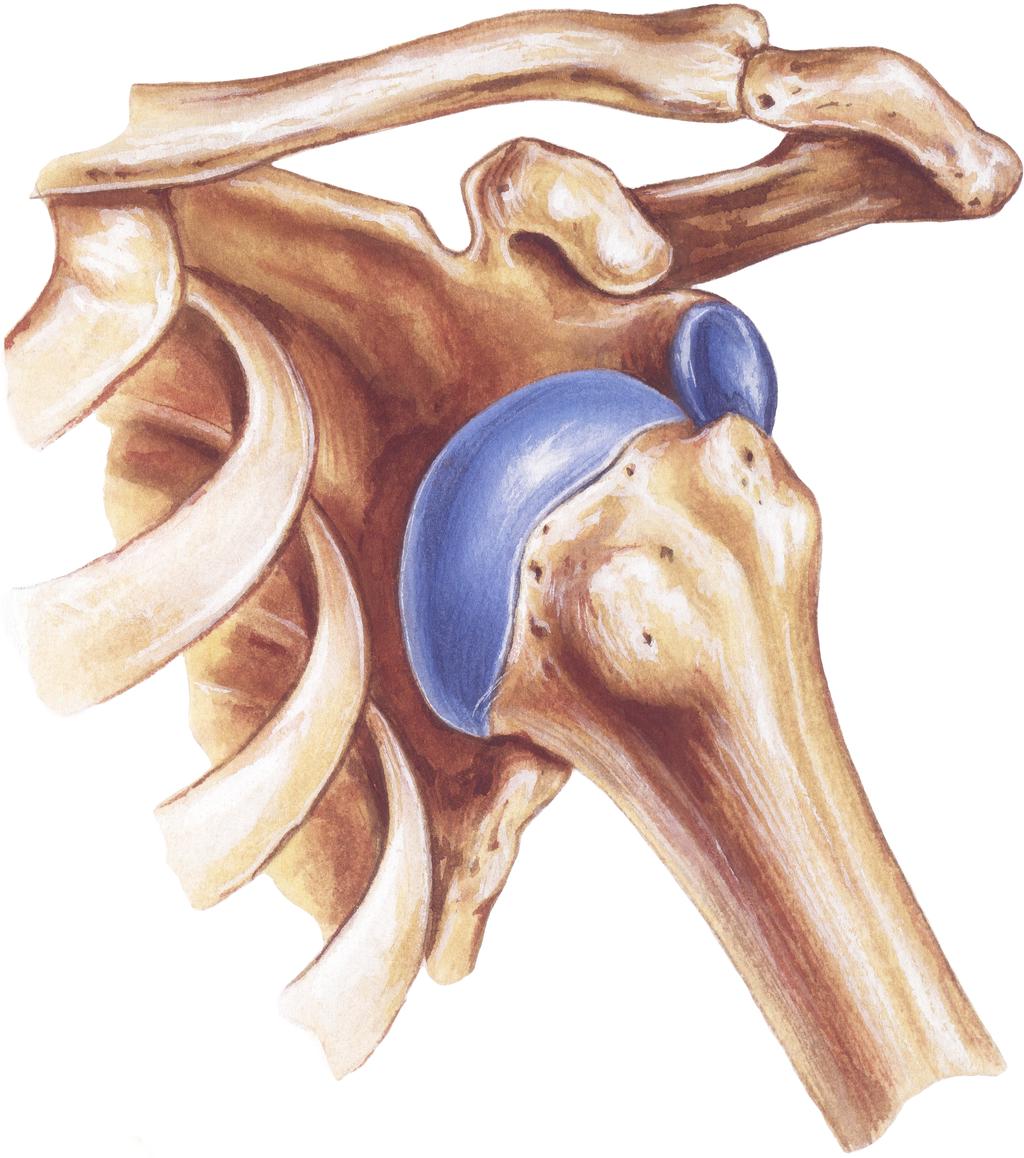 Rehabilitation Guidelines for Labral/Bankert Repair The true shoulder joint is called the glenohumeral joint and consists humeral head and the glenoid. It is a ball and socket joint.