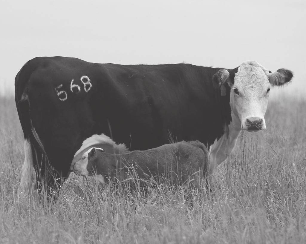 Nutrient Requirements of Beef Cattle E-974 Department of Animal Science Oklahoma Cooperative
