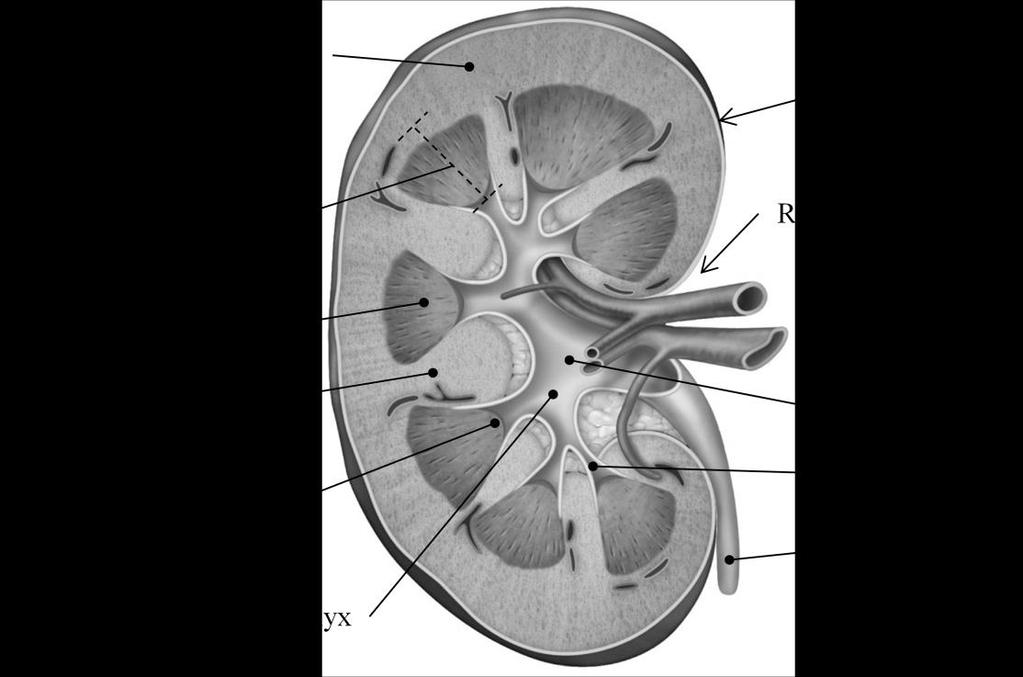 FUNCTIONAL ANATOMY Kidney The paired kidneys lie in a retroperitoneal position (between the dorsal body wall and the parietal peritoneum) in the superior lumbar region.