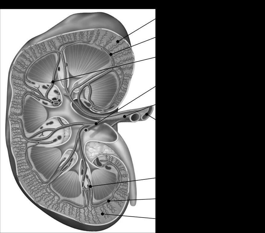 Exercise 1 Utilizing the kidney model, locate the following structures: fibrous capsule, renal hilum, renal cortex, renal medulla, medullary pyramid, renal column, renal papilla, renal pelvis major