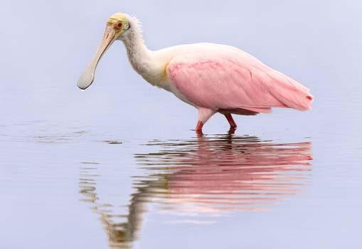 Clear and accurate communication between patients and health care teams is the key to successfully controlling chemotherapy-induced nausea and vomiting. Roseate Spoonbill_2005.