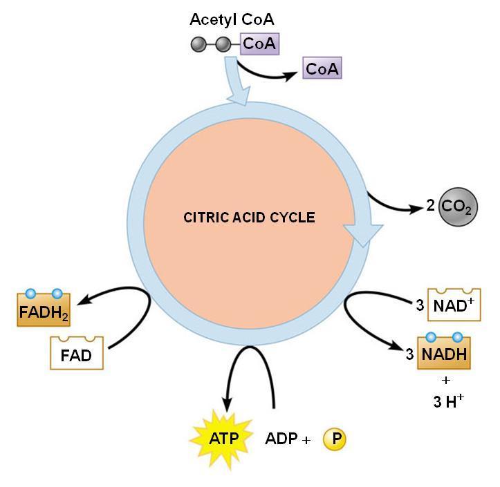 In the next exercise you will detect the oxidation of succinate, a metabolic intermediate in the Citric Acid Cycle, as evidence of cellular respiration.