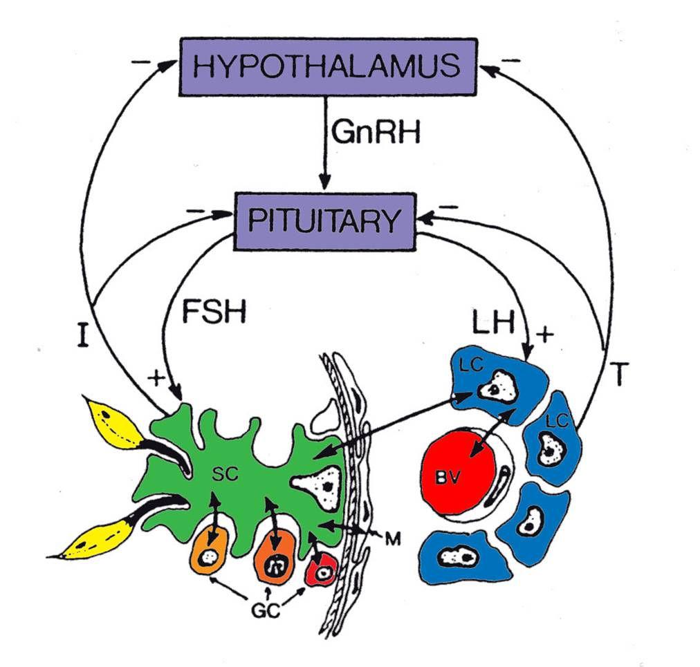 Hormonal Regulation of Reproductive Tissues Regulation of spermatogenesis relies not only on the classical endocrine control involving the hypothalamic - pituitary - testicular axis, but also on the